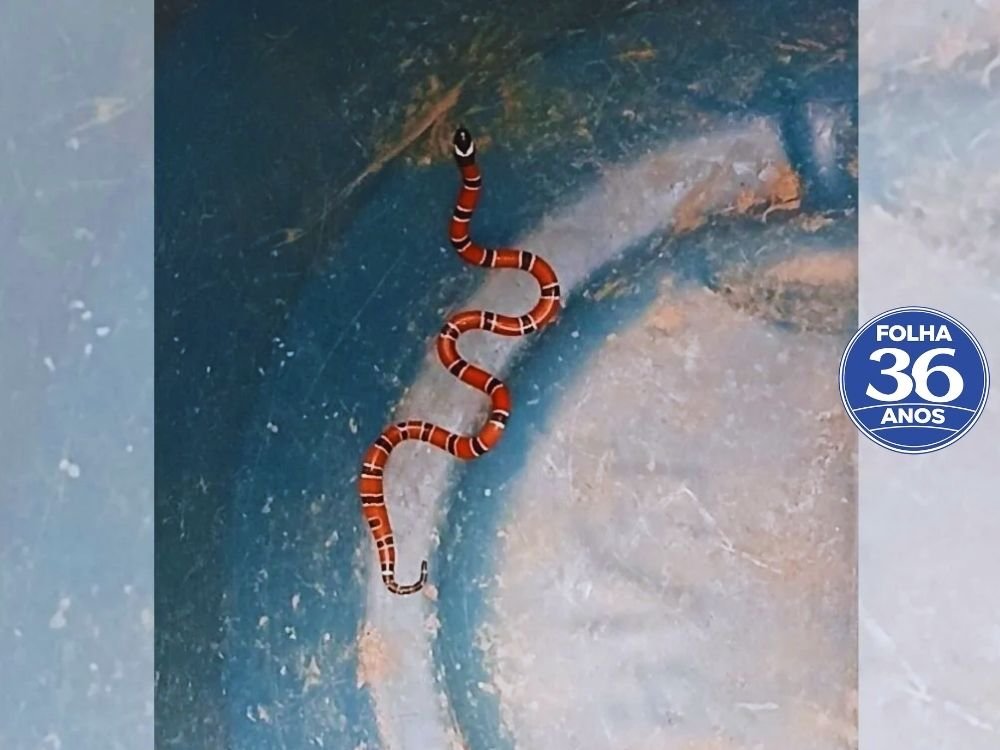 Arte Da Capa Da Mat Ria Do Site 1000 X 750 Px 2026 03 18t165416 755