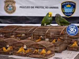 Arte Da Capa Da Mat Ria Do Site 1000 X 750 Px 2026 03 18t205748 523