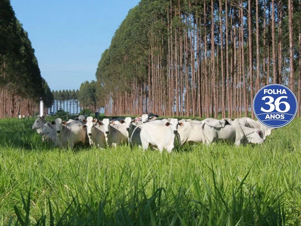 Arte Da Capa Da Mat Ria Do Site 1000 X 750 Px 2026 06 08t171935 246