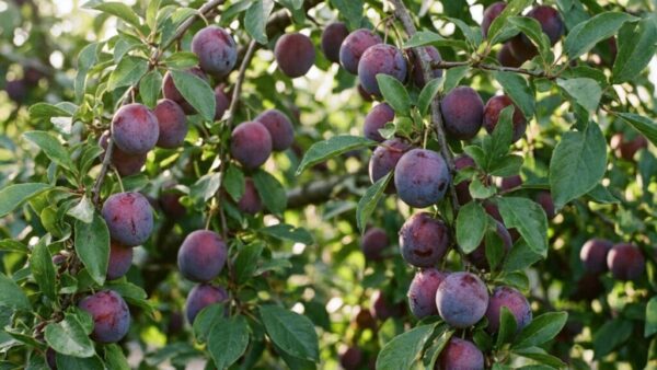 Plum Branches With Ripe Plums 202606200541 1280x720 1024x576 1